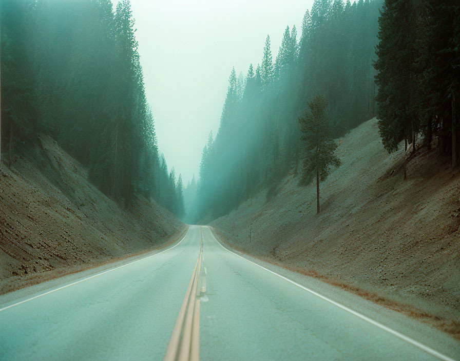 Misty Road Through Dense Forest with Evergreens in Fog