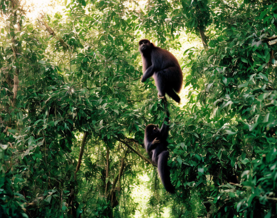 Monkeys in lush forest: one hanging, one climbing