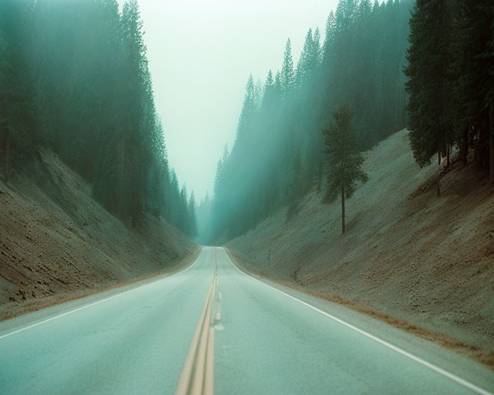 Misty Road Through Dense Forest with Evergreens in Fog