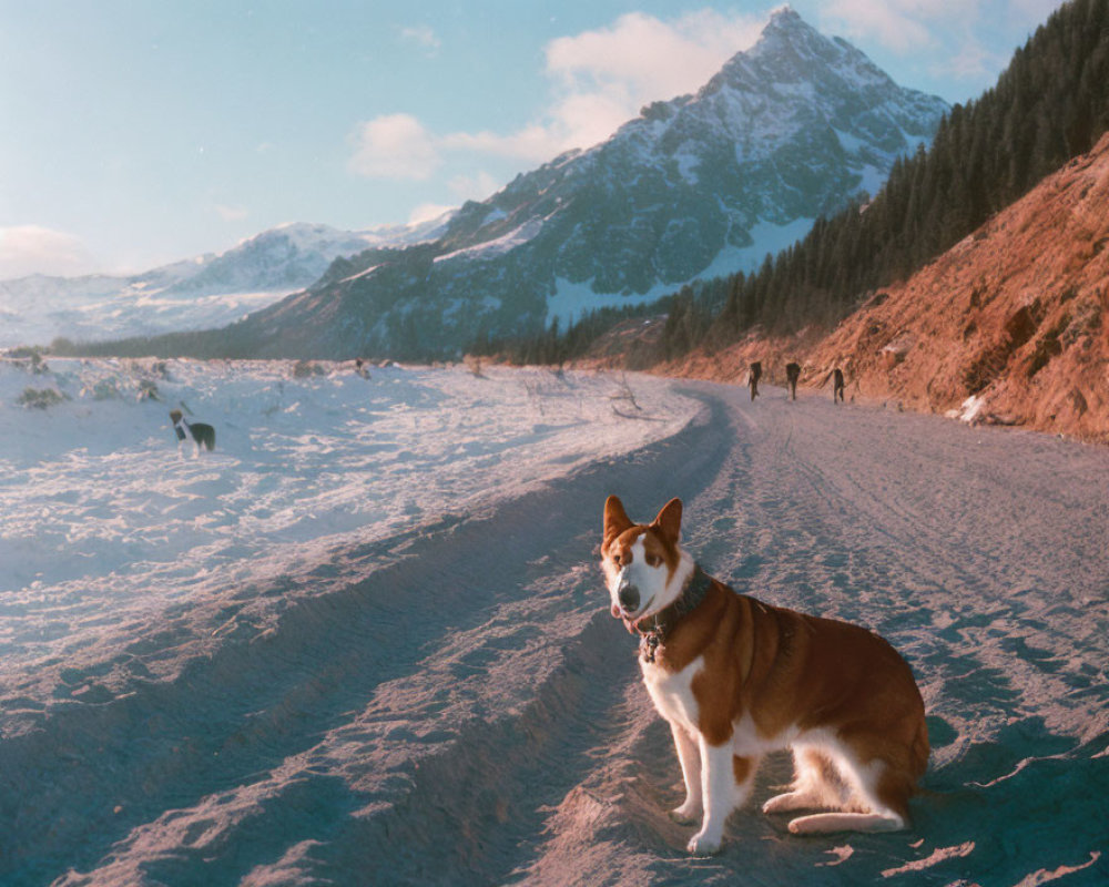 Dog with collar on snowy road, person and dog walking in distance under blue sky