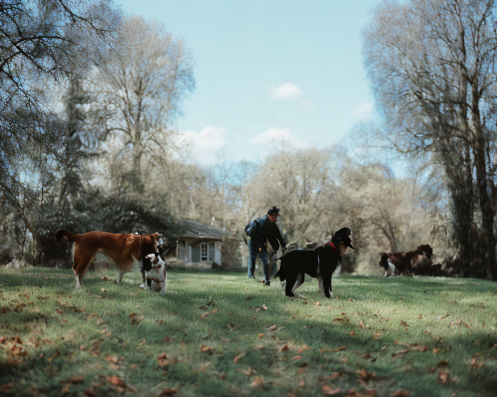 Two individuals and multiple dogs strolling in a park with trees and a cabin on a sunny day