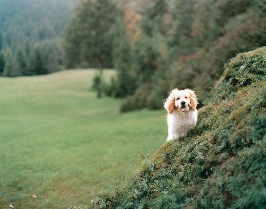 Fluffy white and beige dog on grassy hill with trees and meadow.