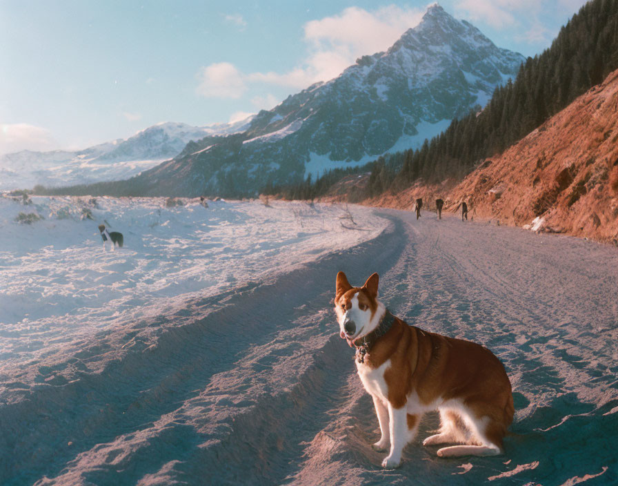 Dog with collar on snowy road, person and dog walking in distance under blue sky