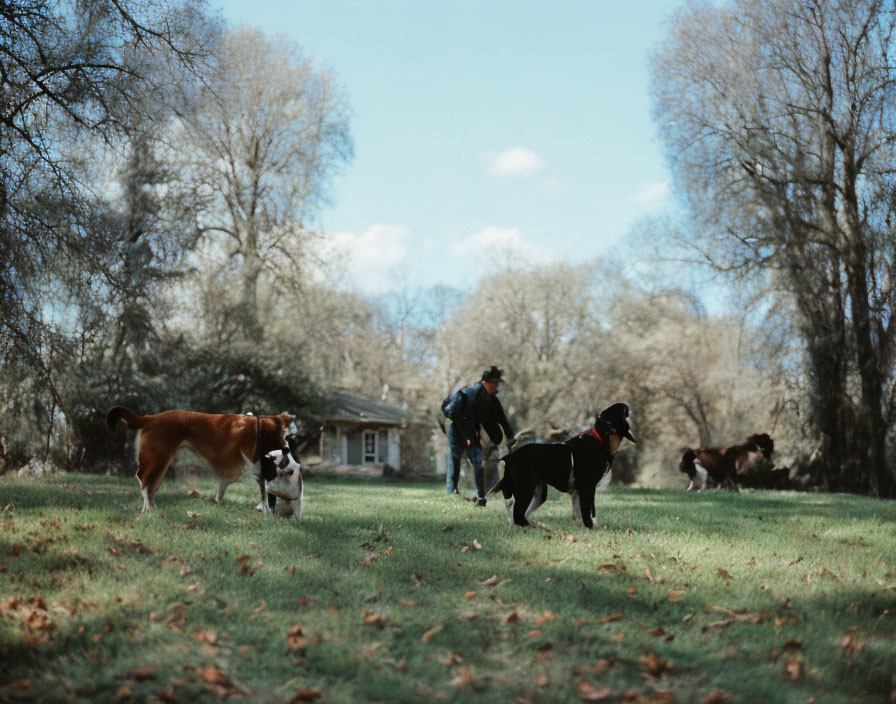 Two individuals and multiple dogs strolling in a park with trees and a cabin on a sunny day