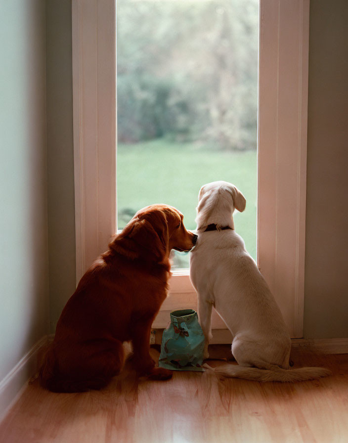 Two dogs sitting by door window: golden retriever & Labrador.