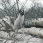 Four cats in snowy landscape under oversized moons create surreal scene