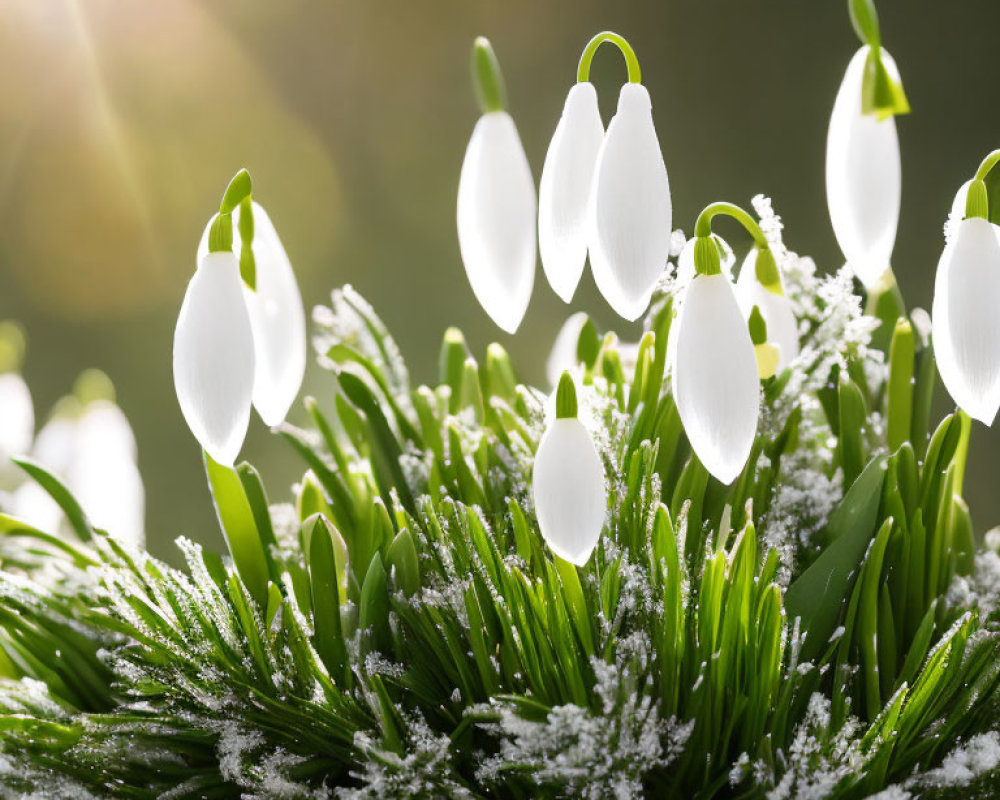 Snowdrop flowers (Galanthus) in sunlight with snow dust and blurred green backdrop.