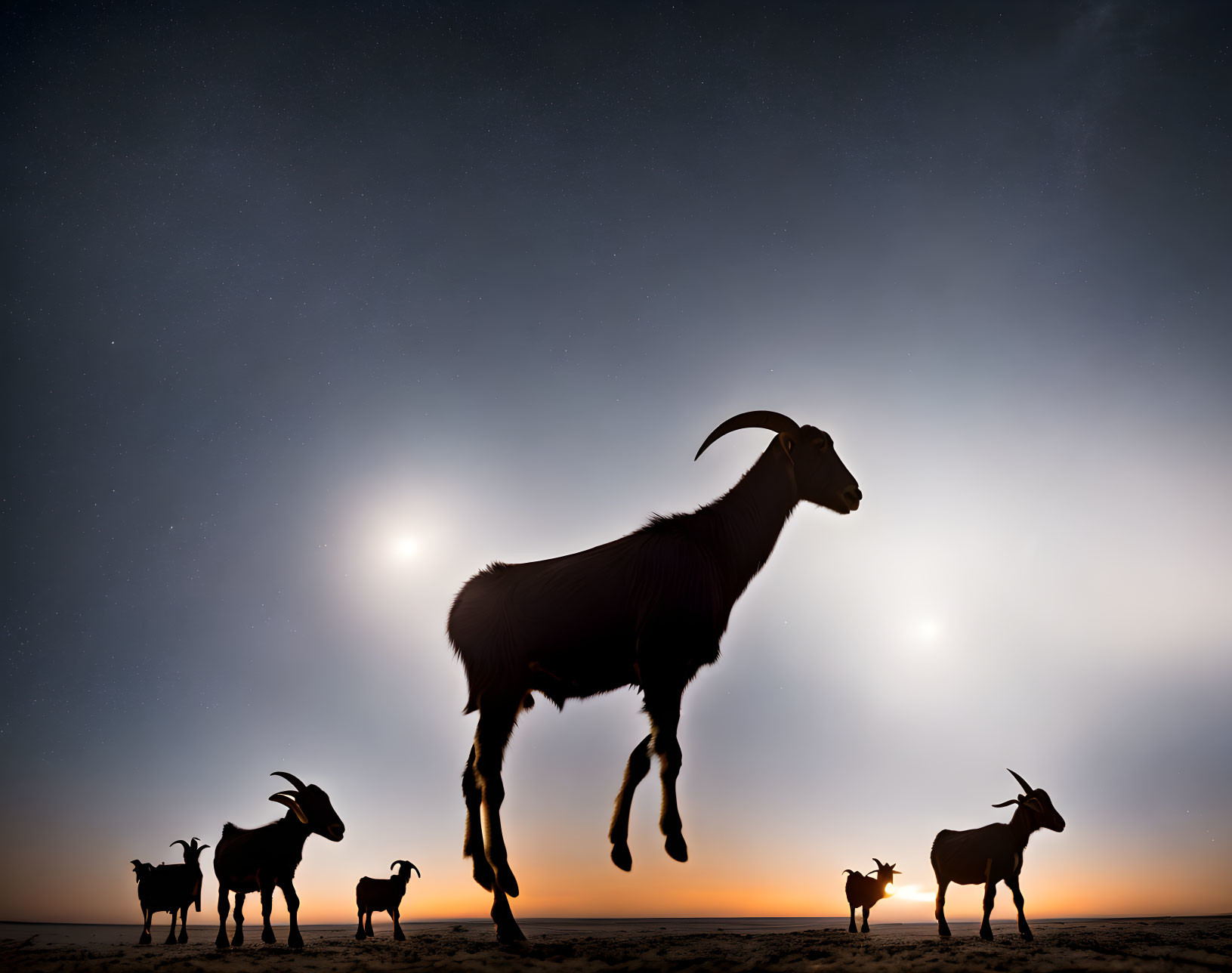 Goats silhouetted against warm orange to dark blue twilight sky.