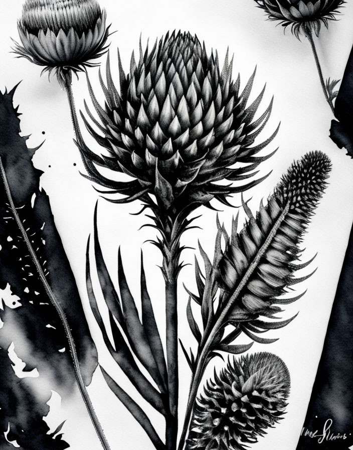 Detailed Monochrome Botanical Illustration of Flowers and Leaves