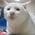 White Fluffy Cat with Blue Eyes and Pink Nose Next to Pink Flower