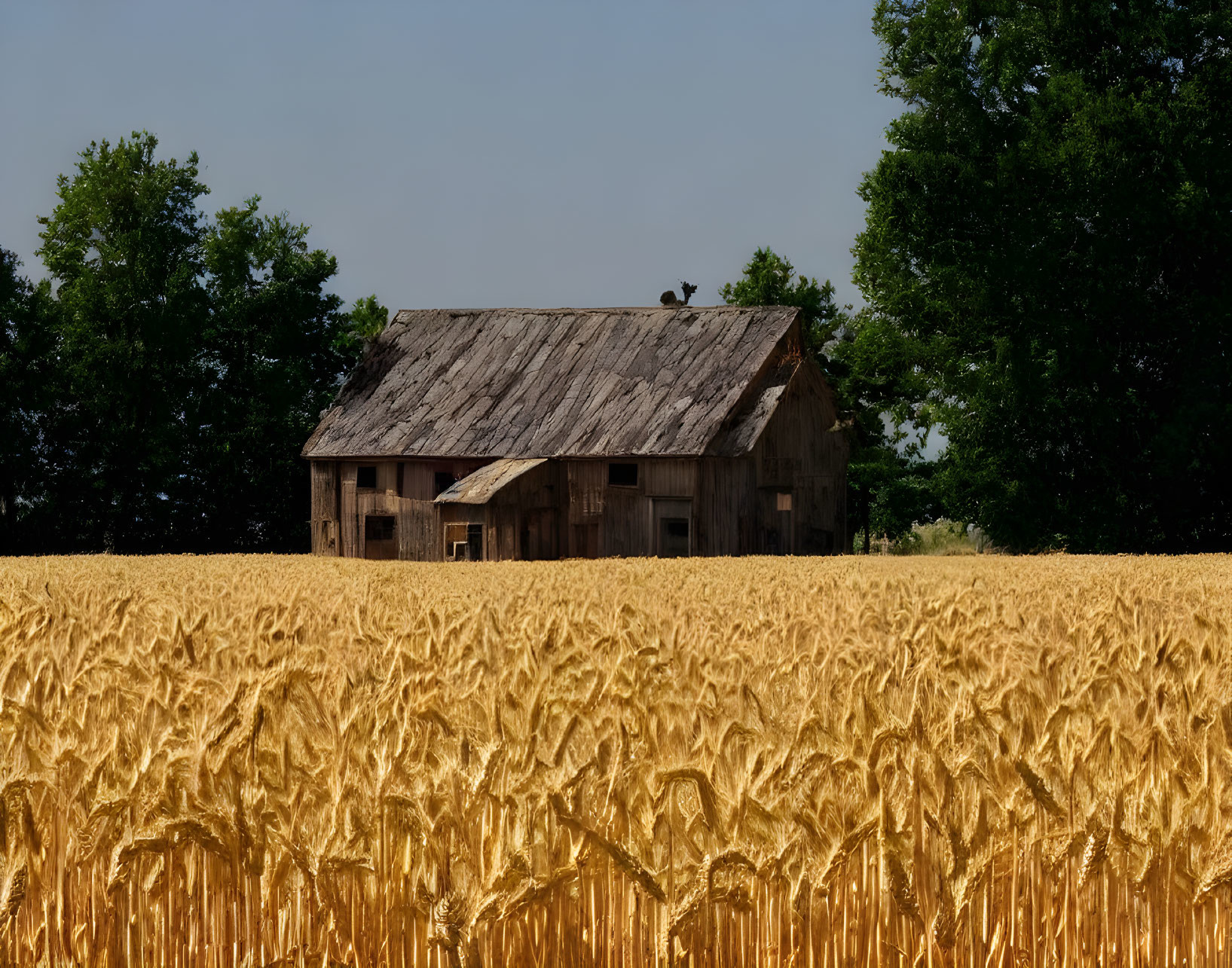 Rustic wooden barn in golden wheat field with clear sky and bird.