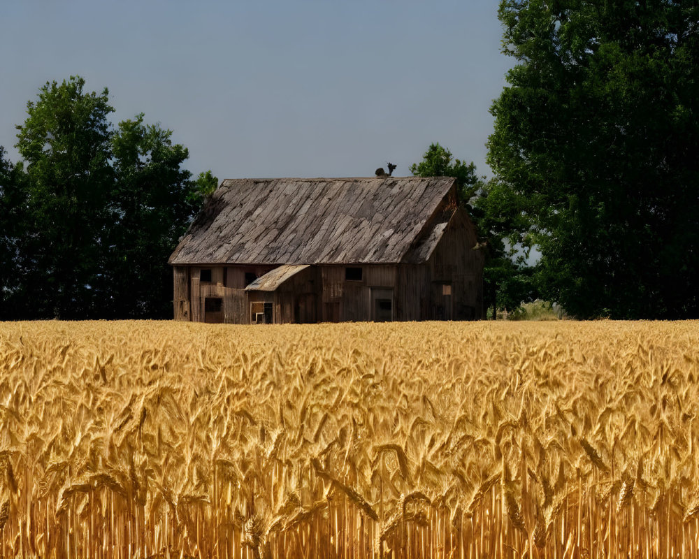 Rustic wooden barn in golden wheat field with clear sky and bird.