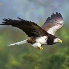 Colorful Hawk Painting with Detailed Feathers and Birds in Green Foliage