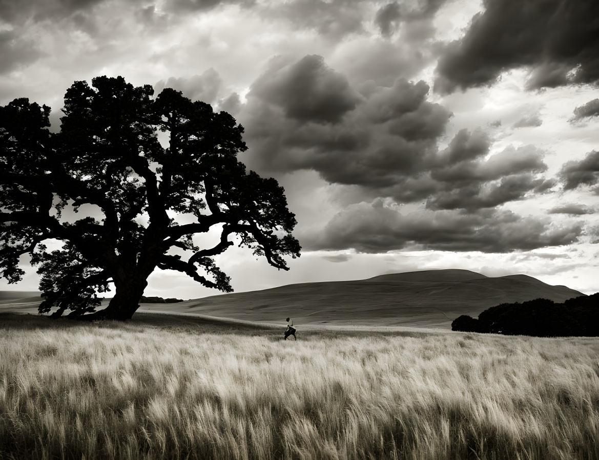 Expansive field with tall grasses, lone tree, and figure walking under dramatic sky