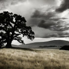 Expansive field with tall grasses, lone tree, and figure walking under dramatic sky