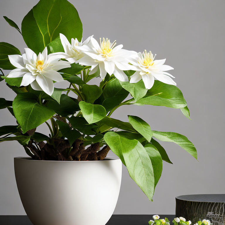 White Flowers with Yellow Centers in White Pot on Grey Background with Green Foliage