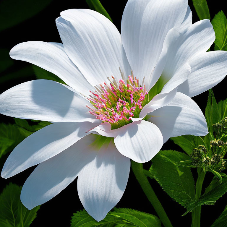 Vibrant white flower with pink stamens and green leaves