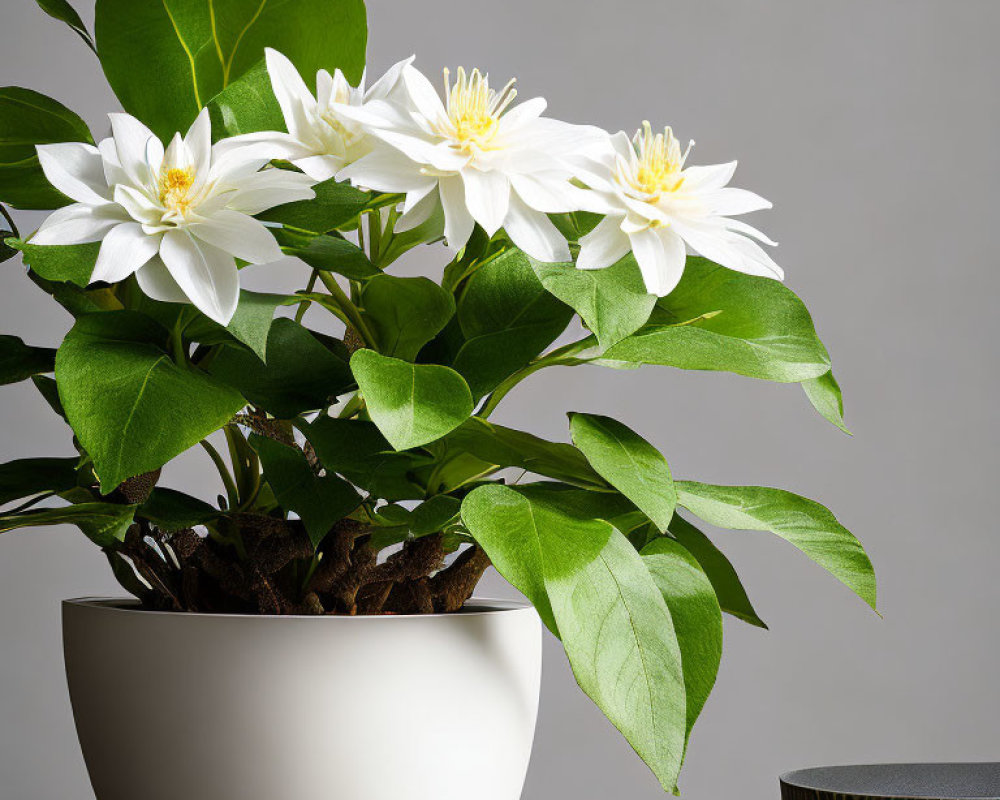 White Flowers with Yellow Centers in White Pot on Grey Background with Green Foliage