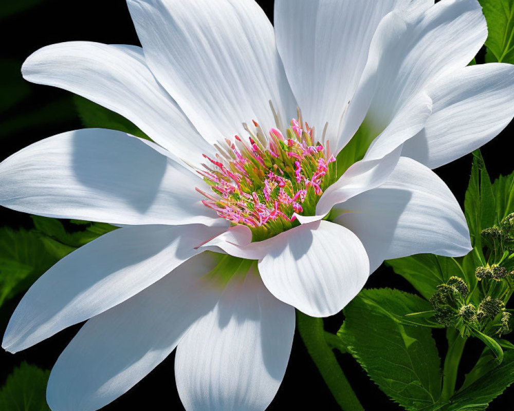 Vibrant white flower with pink stamens and green leaves