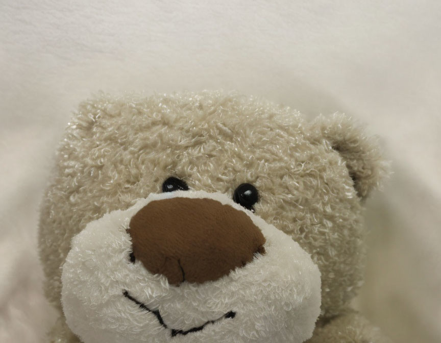 Plush tan teddy bear with brown nose on white background