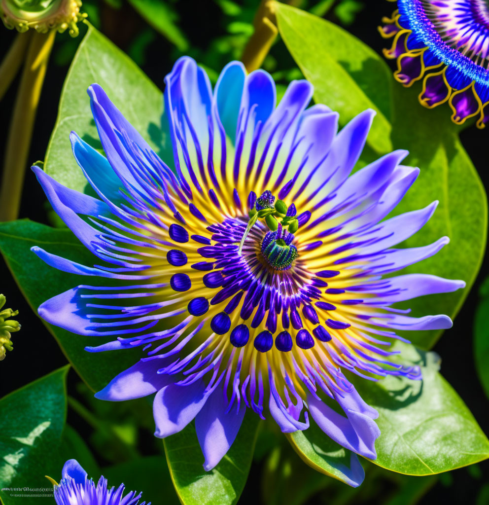 Colorful Blue and Purple Passion Flower with Central Structure and Stamens on Green Leaves