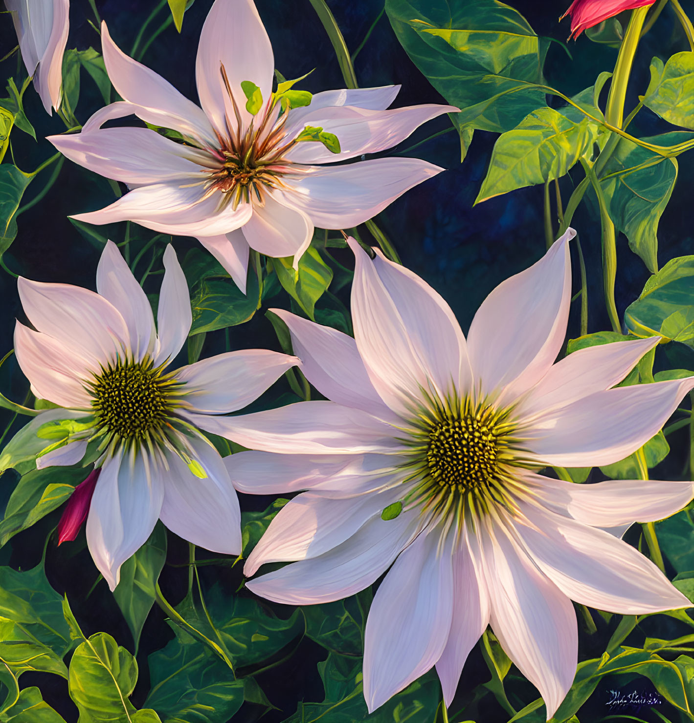 Pale Pink Clematis Flowers with Prominent Stamens on Dark Background