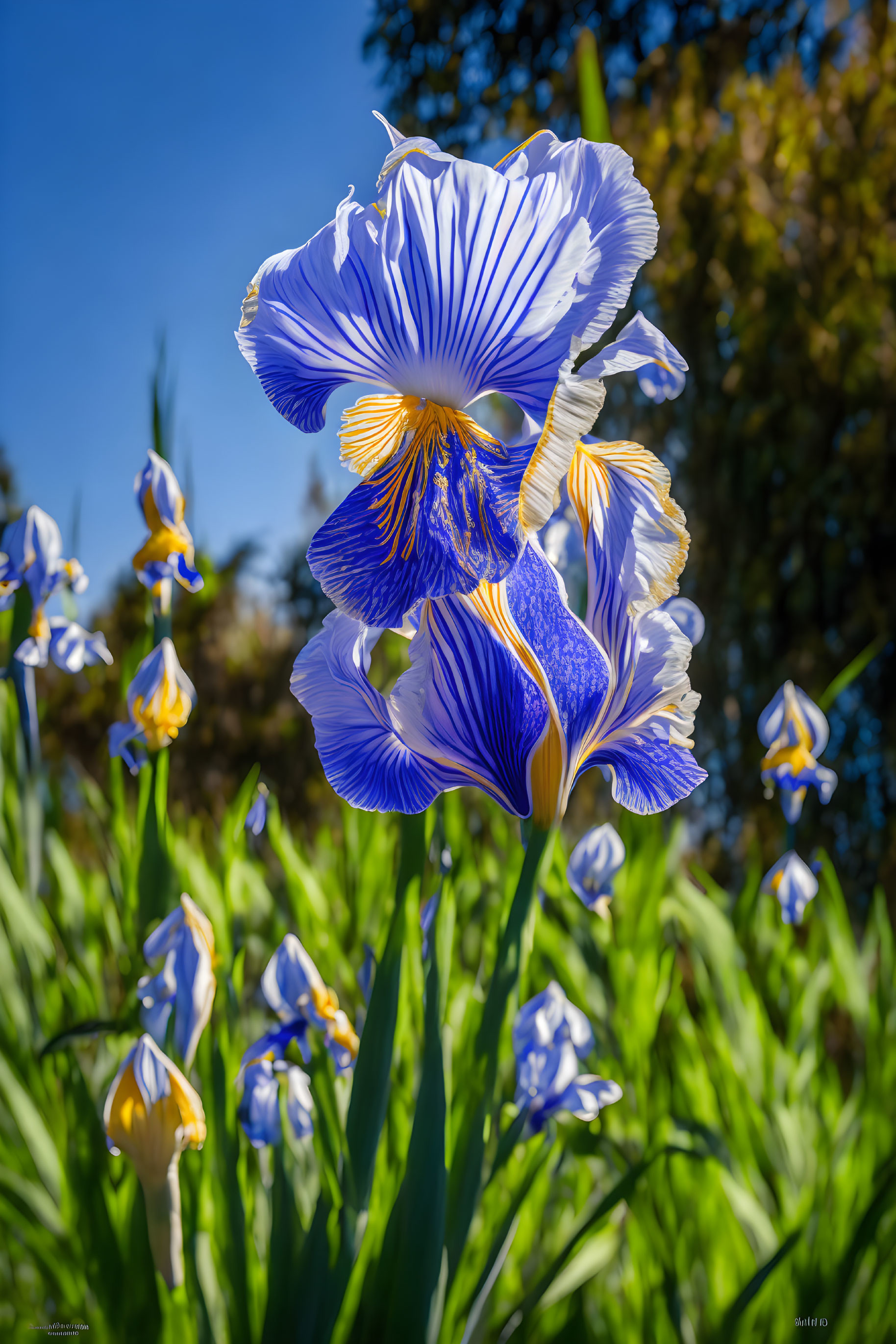 Blue Iris Flower with White Patterns and Yellow Accents in Full Bloom