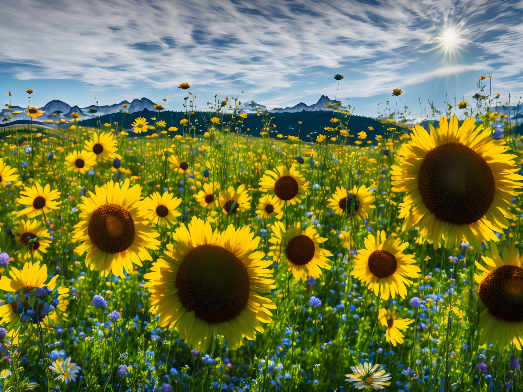 Sunny flowers