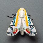 Colorful Moth with Orange and Blue Wings on Symmetrical Background