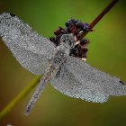 Colorful dragonfly with iridescent eyes and transparent wings on grass blade