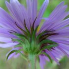 Vibrant Purple Flowers with Yellow Centers in Lush Green Foliage