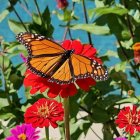 Colorful Monarch Butterfly on Flowers Against Blue Background