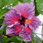 Colorful digital artwork: Pink hibiscus flower with green leaves