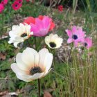 Colorful Flower Garden with White and Pink Blooms and Lush Green Background