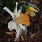 Close-up of white lily, yellow daffodils, and purple irises with detailed petals