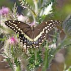 Colorful Butterfly Resting on Thistle Among Purple Flowers