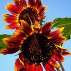 Colorful sunflowers against blue sky with intricate centers