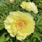 Colorful Yellow Peonies in Full Bloom with Pink Accents