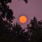 Fiery orange sunset over colorful flower field and tree silhouette