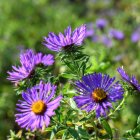 Colorful Wildflower Scene in Purple, Yellow, and Orange Blooms