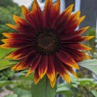 Colorful Sunflower Stained Glass Window on Blue Sky