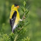 Vibrant yellow and black birds on branches with yellow flowers and green leaves