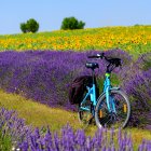 Blue Bicycle with Hat and Sunflowers in Lavender Field