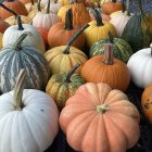 Vibrant pumpkins and gourds with diverse patterns in fall setting