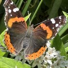 Colorful Butterfly Artwork with Stained Glass Wings on Green Foliage