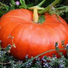 Colorful Ornate Pumpkin Collection in Orange, Blue, and White