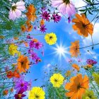 Colorful Wildflowers Blooming Under Blue Sky