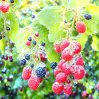 Colorful stained glass-style illustration of pink, red, and blue berries in lush green foliage