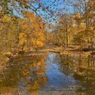 Colorful autumn trees and lake with floating leaves