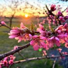 Pink Cherry Blossoms in Sunset Sky with Orange and Blue Hues